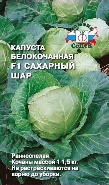 капуста2