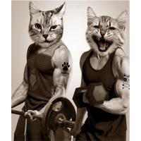 На фото изображено Штора д/ван "ZALEL" ФОТОПРИНТ 180х180 Gut Cats с кольцами