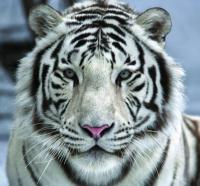 На фото изображено Белый тигр 31-0006-NB Фотообои  DECOCODE  (3.00*2.8) (1) 31-0006-NB***